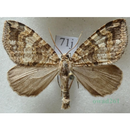 Hydriomena furcata (Thunberg, 1784) Paśnik widliczak Czech71j